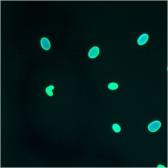 Anti-Lamin A + C antibody [mab636] used in Immunocytochemistry/ Immunofluorescence (ICC/IF). GTX80813