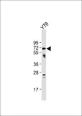 Anti-NEURL antibody, Internal used in Western Blot (WB). GTX81057