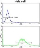 Anti-LMOD1 antibody, Internal used in Flow cytometry (FCM). GTX81141