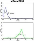 Anti-AS160 / TBC1D4 antibody, N-term used in Flow cytometry (FCM). GTX81198