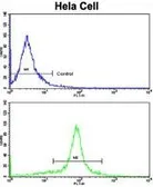 Anti-GOLPH3 antibody, C-term used in Flow cytometry (FCM). GTX81442
