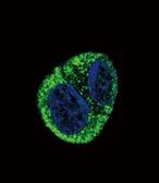 Anti-Fibrinogen alpha antibody, N-term used in Immunocytochemistry/ Immunofluorescence (ICC/IF). GTX81691