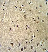 Anti-Importin beta 1 antibody, N-term used in IHC (Paraffin sections) (IHC-P). GTX81705