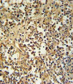 Anti-Granzyme M antibody, Internal used in IHC (Paraffin sections) (IHC-P). GTX81716