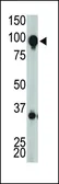 Anti-mGluR8 antibody, C-term used in Western Blot (WB). GTX82530