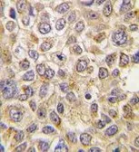 Anti-SLC29A4 antibody, N-term used in IHC (Paraffin sections) (IHC-P). GTX82547