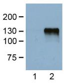 Anti-DDDDK tag antibody [FG4R] used in Western Blot (WB). GTX82562