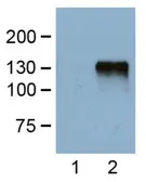 Anti-DDDDK tag antibody [FG4R] used in Western Blot (WB). GTX82562