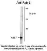 Anti-Rab 3 antibody used in Western Blot (WB). GTX82605