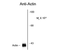 Anti-Actin antibody [C4] used in Western Blot (WB). GTX82740