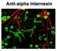 Anti-alpha Internexin antibody used in Immunocytochemistry/ Immunofluorescence (ICC/IF). GTX82742