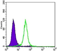 Anti-E-Cadherin antibody [7H12] used in Flow cytometry (FCM). GTX82753