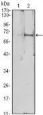 Anti-EPO antibody [4F11] used in Western Blot (WB). GTX82784