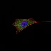 Anti-Bcl-2 antibody [8E12] used in Immunocytochemistry/ Immunofluorescence (ICC/IF). GTX82803
