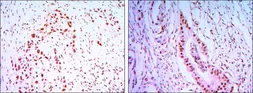 Anti-CDC27 antibody [5C12] used in IHC (Paraffin sections) (IHC-P). GTX82818