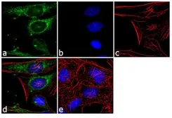 Anti-ECM29 antibody used in Immunocytochemistry/ Immunofluorescence (ICC/IF). GTX82906