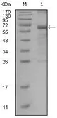 Anti-MSH6 antibody [3A10H7] used in Western Blot (WB). GTX83009