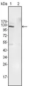 Anti-EphB4 antibody [7H4A6] used in Western Blot (WB). GTX83017