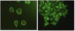 Anti-JNK3 antibody [10E4A4] used in Immunocytochemistry/ Immunofluorescence (ICC/IF). GTX83031