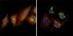 Anti-EphB2 antibody [2D12C6] used in Immunocytochemistry/ Immunofluorescence (ICC/IF). GTX83038