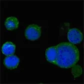 Anti-Wnt5a antibody [6F2] used in Immunocytochemistry/ Immunofluorescence (ICC/IF). GTX83127