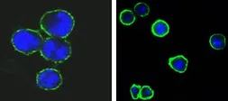 Anti-CD37 antibody [2B8] used in Immunocytochemistry/ Immunofluorescence (ICC/IF). GTX83137