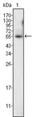Anti-PEA3 antibody [1A2G3] used in Western Blot (WB). GTX83188