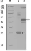 Anti-MAP4K4 antibody [4H9E7] used in Western Blot (WB). GTX83190