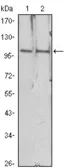 Anti-HDAC4 antibody [7B2] used in Western Blot (WB). GTX83229