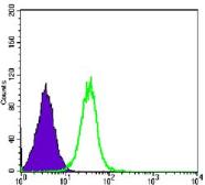 Anti-GSK3 beta antibody [3D10] used in Flow cytometry (FACS). GTX83315