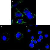 Anti-RTN3 antibody [1E11] used in Immunocytochemistry/ Immunofluorescence (ICC/IF). GTX83351