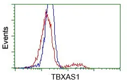 Anti-TXA synthase antibody [2C1] used in Flow cytometry (FACS). GTX83523