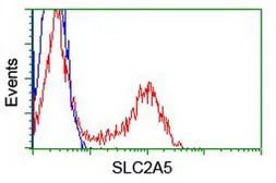 Anti-GLUT5 antibody [14C8] used in Flow cytometry (FCM). GTX83627