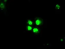 Anti-SATB1 antibody [10G2] used in Immunocytochemistry/ Immunofluorescence (ICC/IF). GTX83684