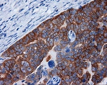 Anti-RALBP1 antibody [2A6] used in IHC (Paraffin sections) (IHC-P). GTX83734