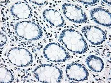 Anti-RAD9A antibody [7B11] used in IHC (Paraffin sections) (IHC-P). GTX83736