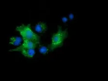 Anti-PYCRL antibody [3A8] used in Immunocytochemistry/ Immunofluorescence (ICC/IF). GTX83751