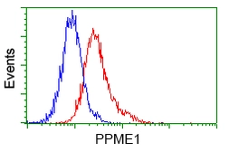 Anti-PPME1 antibody [7F12] used in Flow cytometry (FCM). GTX83847