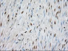 Anti-PDE4A antibody [6B6] used in IHC (Paraffin sections) (IHC-P). GTX83921