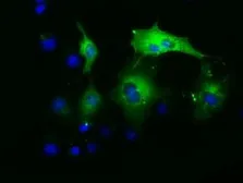 Anti-PAICS antibody [1B4] used in Immunocytochemistry/ Immunofluorescence (ICC/IF). GTX83948
