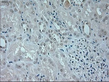 Anti-Neurogenin 1 antibody [9A8] used in IHC (Paraffin sections) (IHC-P). GTX84051