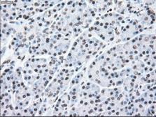Anti-MEK2 antibody [8G6] used in IHC (Paraffin sections) (IHC-P). GTX84165