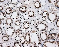 Anti-LTA4H antibody [6B5] used in IHC (Paraffin sections) (IHC-P). GTX84173
