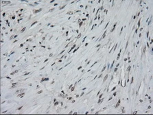 Anti-IL3 antibody [3B11] used in IHC (Paraffin sections) (IHC-P). GTX84295