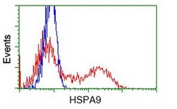 Anti-Grp75 antibody [10D7] used in Flow cytometry (FCM). GTX84332