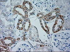 Anti-GSC antibody [1D7] used in IHC (Paraffin sections) (IHC-P). GTX84408