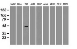 Anti-GATA4 antibody [9F9] used in Western Blot (WB). GTX84460
