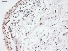 Anti-GAD67 antibody [3H2] used in IHC (Paraffin sections) (IHC-P). GTX84470