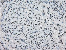 Anti-FKBP5 antibody [3E9] used in IHC (Paraffin sections) (IHC-P). GTX84491