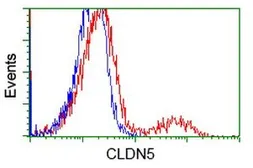 Anti-Claudin 5 antibody [1G4] used in Flow cytometry (FCM). GTX84681
